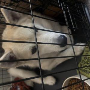 Image of Auora, Lost Dog