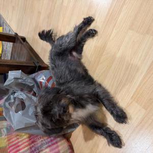 Image of Unknown, Found Dog