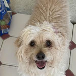 Image of Yoshi, Lost Dog