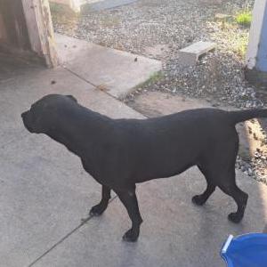 Image of Beretta, Lost Dog