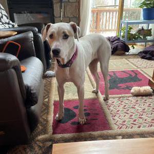 Image of Unknown, Found Dog