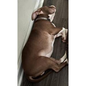 Image of Trunks, Lost Dog