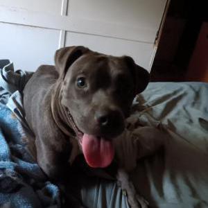 Image of Meeko, Lost Dog