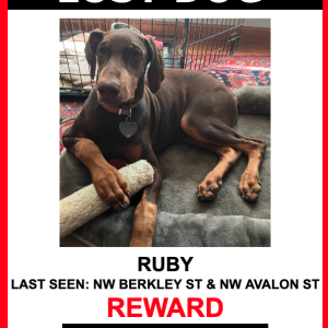 Image of RUBY, Lost Dog