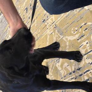 Image of Unknown, Found Dog