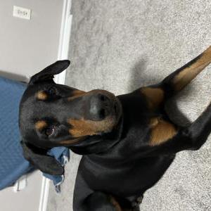 Image of Unknown, Found Dog