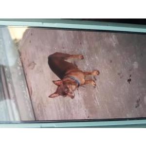 Image of Biscuit, Lost Dog