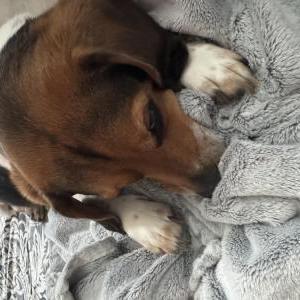 Image of Niko, Lost Dog