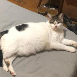 Image of Hazel, chipped, Lost Cat