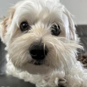 Image of Chapparro, Lost Dog