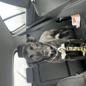 Image of Sativa, Lost Dog