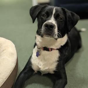 Image of Rio, Lost Dog