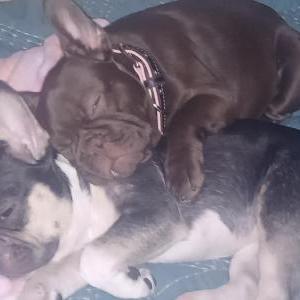 Image of Bunny and Izzy, Lost Dog