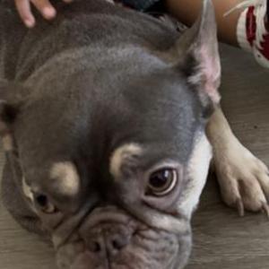 Image of Bonnie, Lost Dog