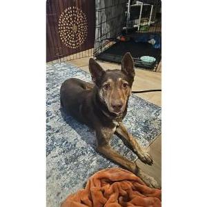 Image of Unknown, Found Dog