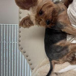 Image of Unknown, Found Dog