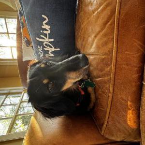 Lost 1 Remy (Virginia)