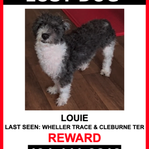 Image of Louie, Lost Dog