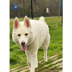 Image of Ghost, Lost Dog