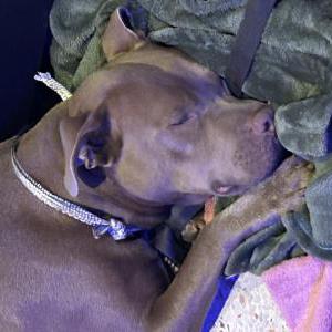 Image of Unknown, Found Dog