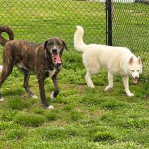 Image of Moose, Lost Dog