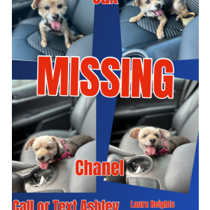 Image of Jax and Chanel, Lost Dog