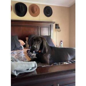 Image of Arlo, Lost Dog