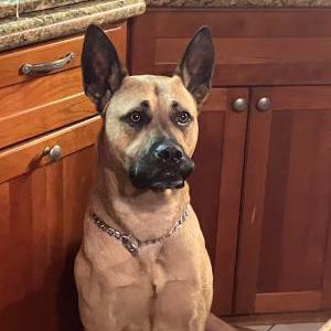 Found Dog Simba