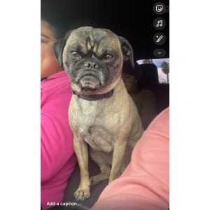 Image of Louie, Lost Dog