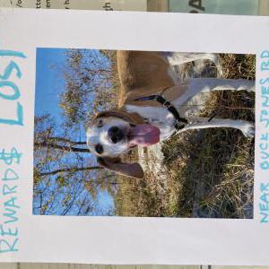 Image of Baxter, Lost Dog