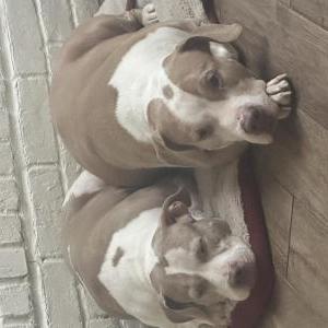 Image of Leyla & Maverick, Lost Dog