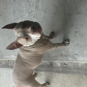 Image of Unknow, Found Dog