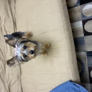 Image of Missy, Lost Dog