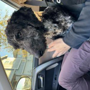 Image of Unknown, Found Dog