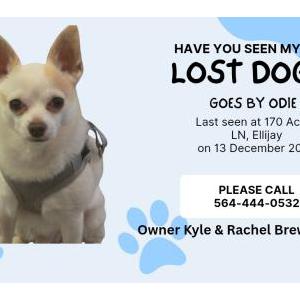 Image of Odie, Lost Dog
