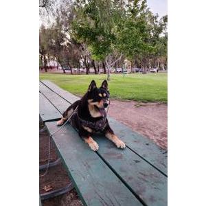 Image of Cooper, Lost Dog