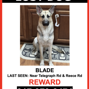 Image of Blade, Lost Dog