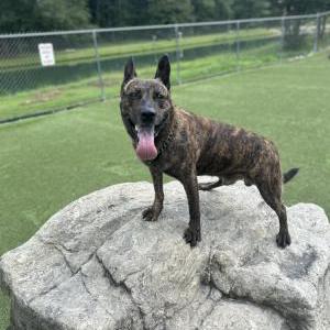 Image of Zues, Lost Dog