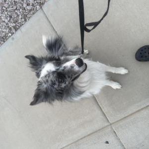 Image of Blue, Lost Dog