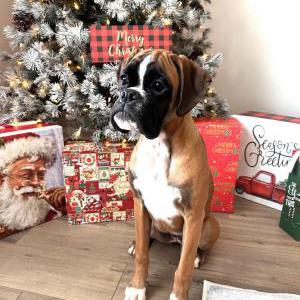 Image of Vallie, Lost Dog