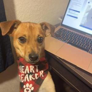 Image of Bandit, Lost Dog