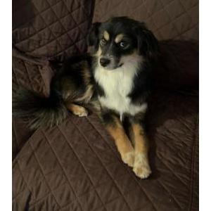 Image of Juk, Lost Dog