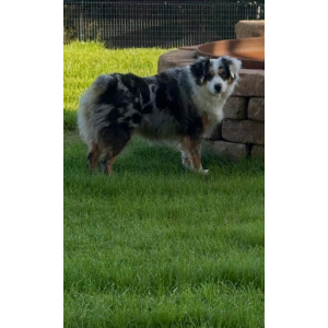 Image of Paisley, Lost Dog