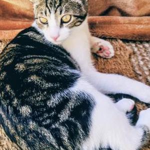 Lost Cat Ziggy