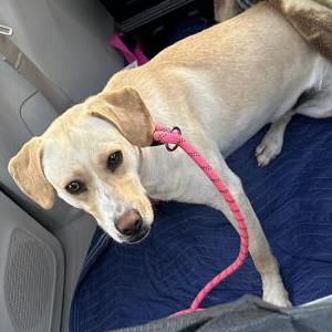 Image of Snow, Lost Dog