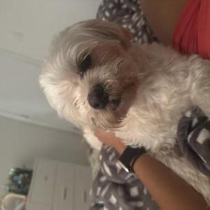 Image of Oso, Lost Dog