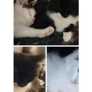 Image of Jax's, Lost Cat