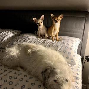 Image of Scrabbles, Lost Dog