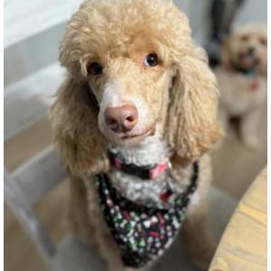 Image of Stormy, Lost Dog