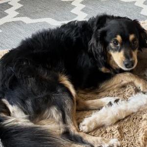 Image of Willy, Lost Dog